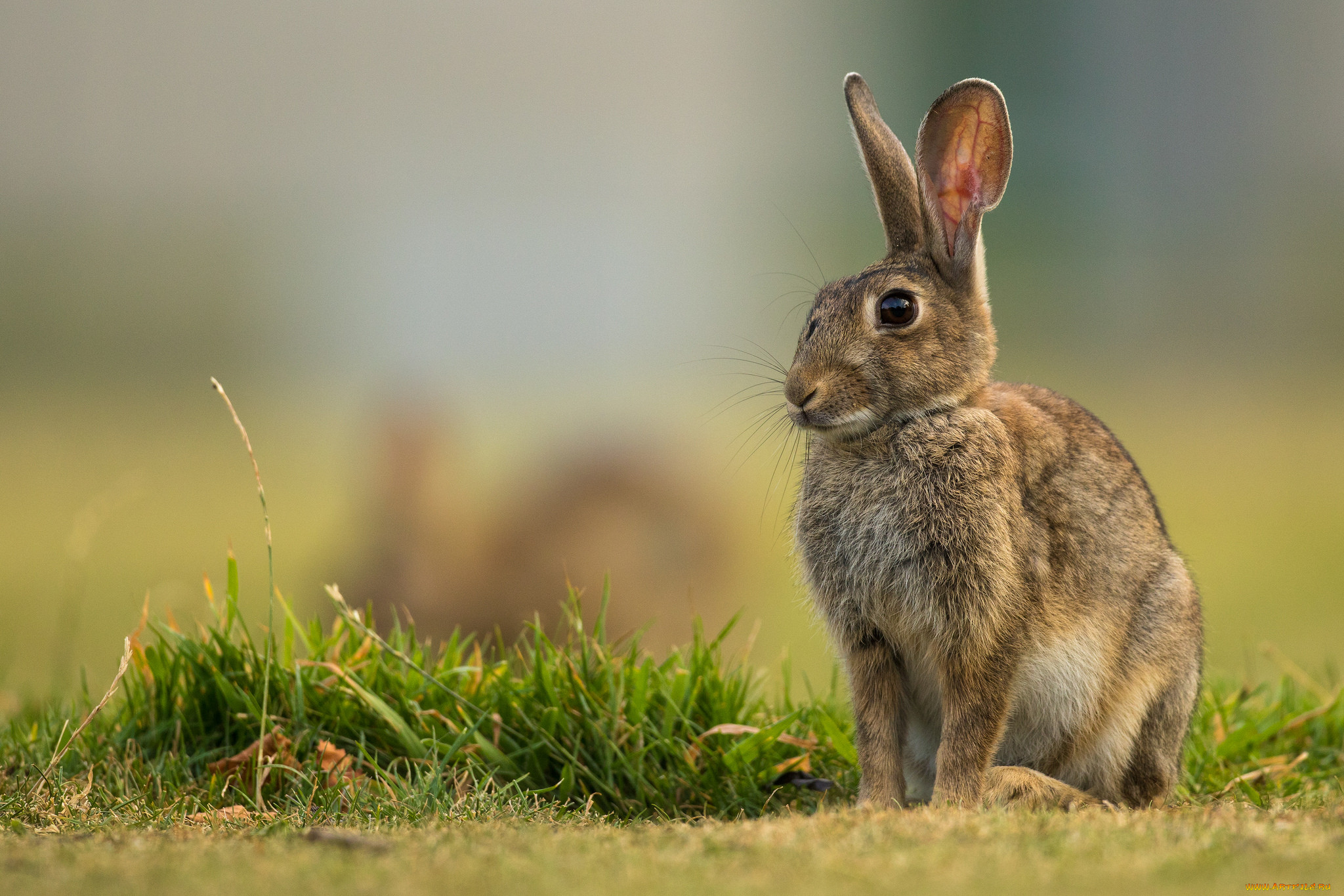 Мире животных зайцы. Заяц Русак с зайчатами. Заяц фото животного. Дикий заяц. Зайчиха с зайчонком.